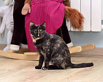 Кошки в Москве: Ищет дом красавица котенок Клеопатра Девочка, 1 руб. - фото 3
