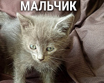 Кошки в других городах Ставропольского края: Отдам в добрые руки Мальчик, Бесплатно - фото 1