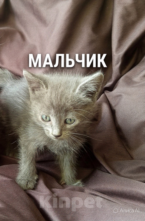 Кошки в других городах Ставропольского края: Отдам в добрые руки Мальчик, Бесплатно - фото 1