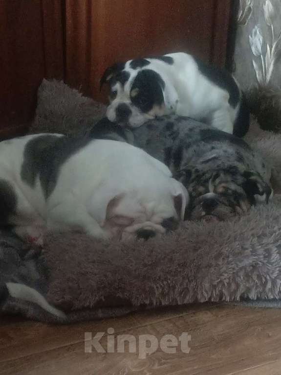 Собаки в Москве: Английский бульдог Девочка, 50 000 руб. - фото 9