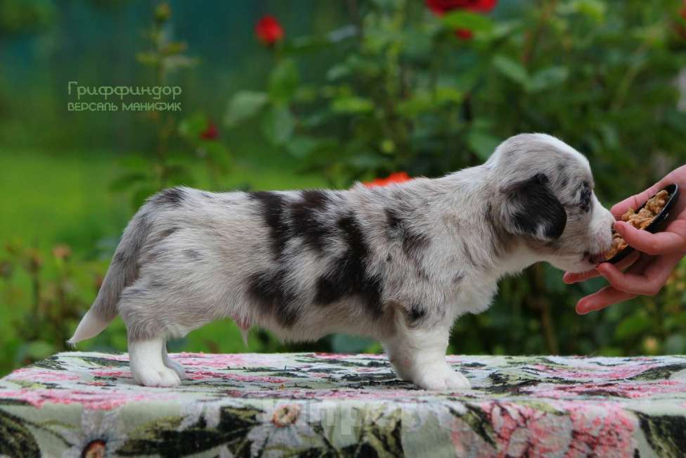 Собаки в Санкт-Петербурге: Версаль Манифик Гриффиндор Мальчик, 60 000 руб. - фото 3