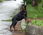 Собаки в Зеленограде: Доберман, крупный кобель 2 мес  Мальчик, 100 000 руб. - фото 2