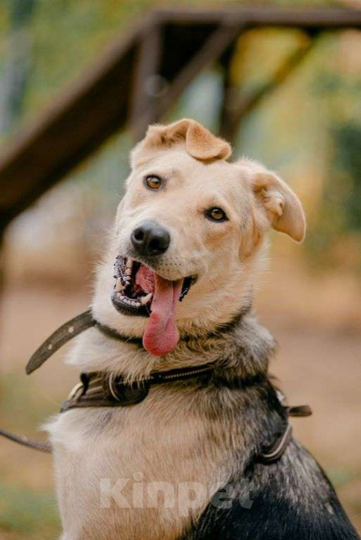 Собаки в Москве: Лада Девочка, Бесплатно - фото 1