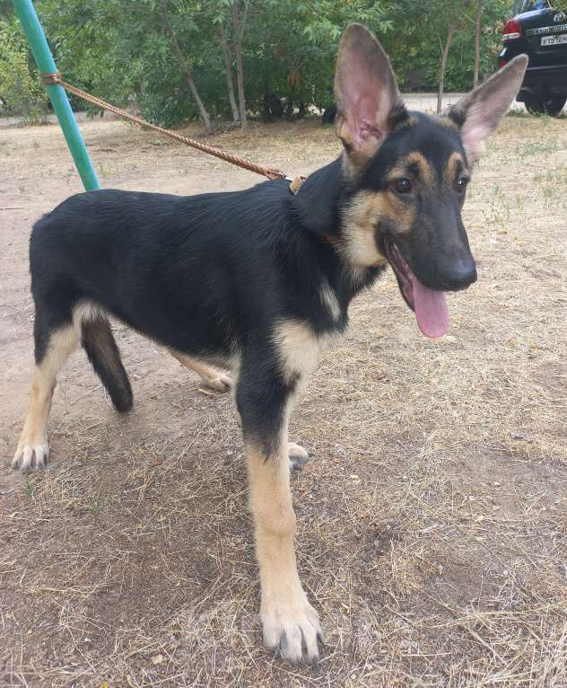 Собаки в Волжском: Щенок ВЕО Девочка, 35 000 руб. - фото 6