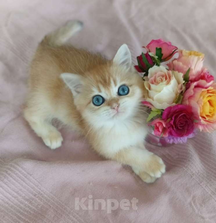 Кошки в Москве: Шотландский клубный котик nv12 Мальчик, 30 000 руб. - фото 1