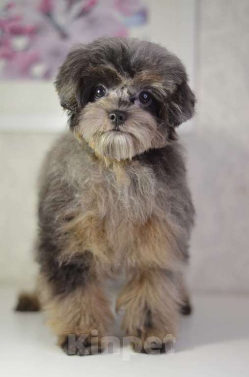 Собаки в Нижнем Новгороде: Эффектная девочка йоркипу Девочка, 80 000 руб. - фото 5