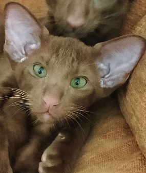 Ориентальные котята