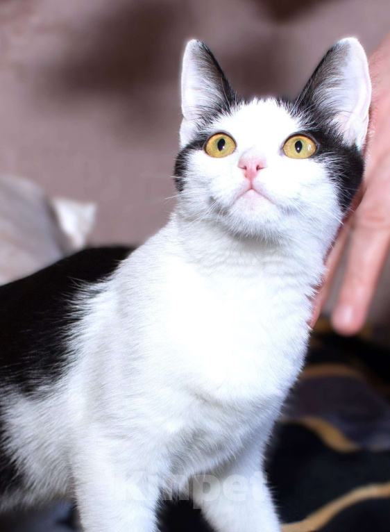 Кошки в Москве: Ясноглазая ласковая кошечка Девочка, Бесплатно - фото 1