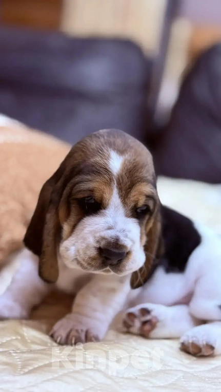 Собаки в Ульяновске: Бассет хаунда щенок Девочка, 60 000 руб. - фото 1