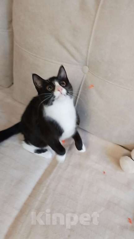 Кошки в Санкт-Петербурге: Необыкновенно ласковая малышка Девочка, Бесплатно - фото 3