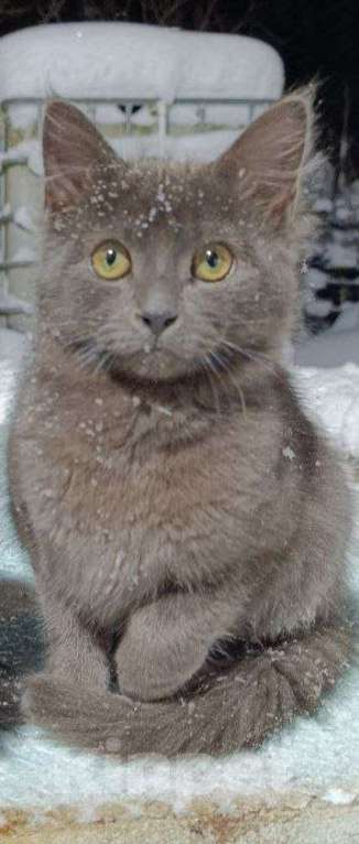 Кошки в Санкт-Петербурге: Буся Девочка, Бесплатно - фото 1