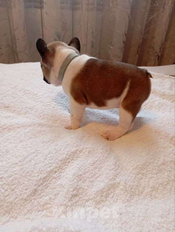 Собаки в Москве: Продаются Щенки Французкого Бульдога Девочка, 50 000 руб. - фото 7