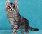 Кошки в Мытищах: Котенок Мейн-кун Мальчик, 25 000 руб. - фото 5