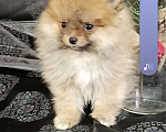Собаки в Самаре: Померанский шпиц Мальчик, 65 000 руб. - фото 2