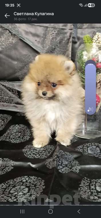 Собаки в Самаре: Померанский шпиц Мальчик, 65 000 руб. - фото 2