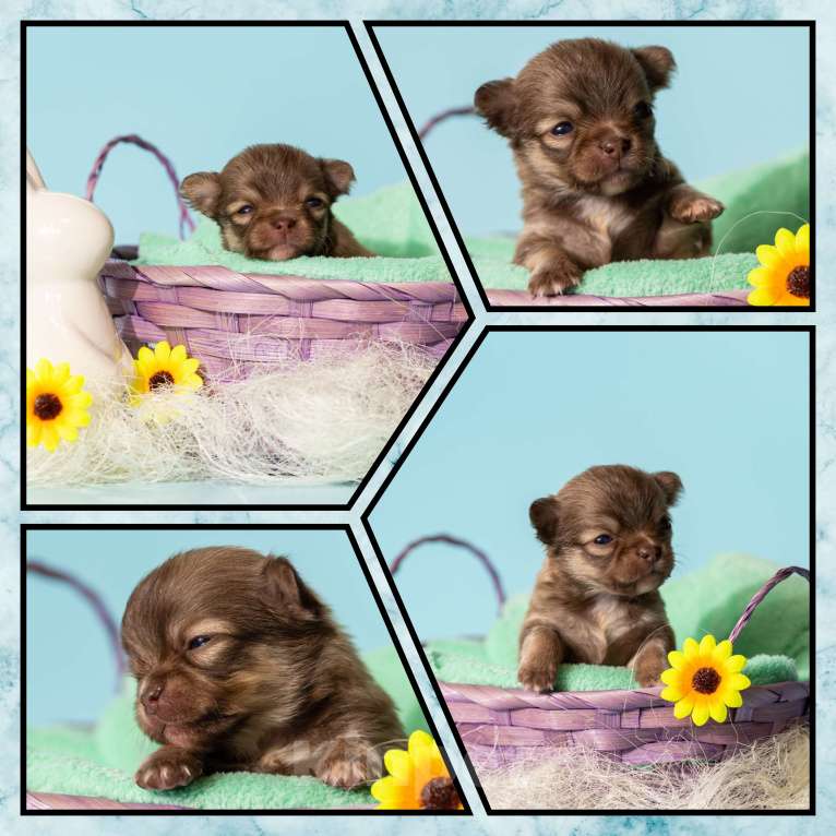 Собаки в Москве: Чихуахуа Мальчик, 50 000 руб. - фото 3