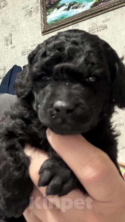 Собаки в Москве: Той пудель Мальчик, Бесплатно - фото 6