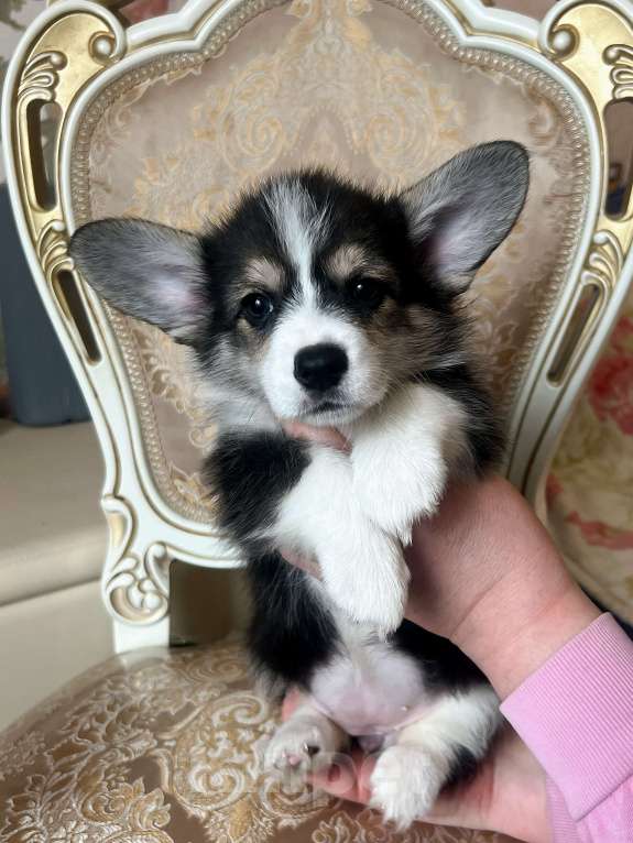 Собаки в Севастополе: Вельш корги пемброк  Девочка, 75 000 руб. - фото 2