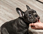 Собаки в Москве: французский бульдог голубой  Девочка, 100 000 руб. - фото 3