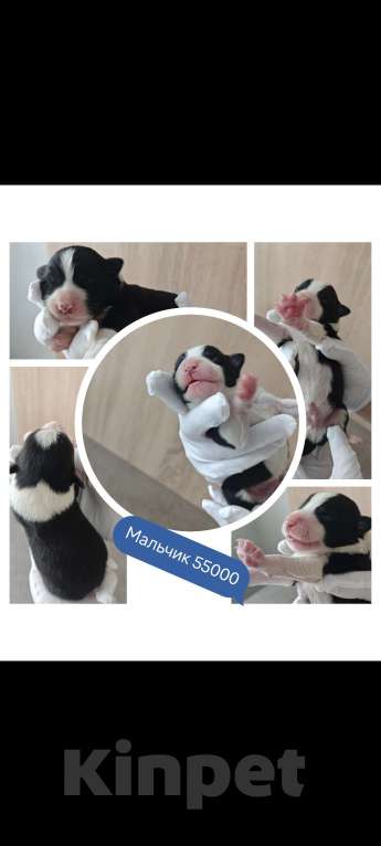 Собаки в Красногорске: Щенки Бордер Колли.РКФ Разнополые, 50 000 руб. - фото 1