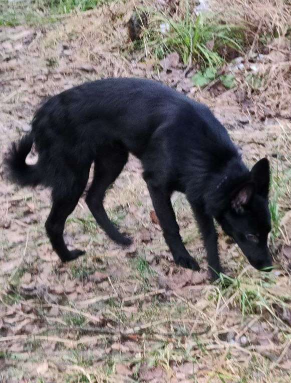 Собаки в Москве: Изящная красотка Джесси ищет дом Девочка, Бесплатно - фото 6