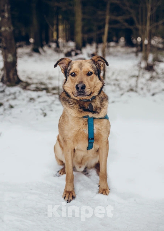Собаки в Балашихе: Энергичный Купер ждёт свою семью Мальчик, 100 руб. - фото 4