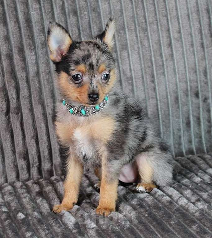 Собаки в Москве: Девочка чихуа помчи Девочка, 20 000 руб. - фото 1