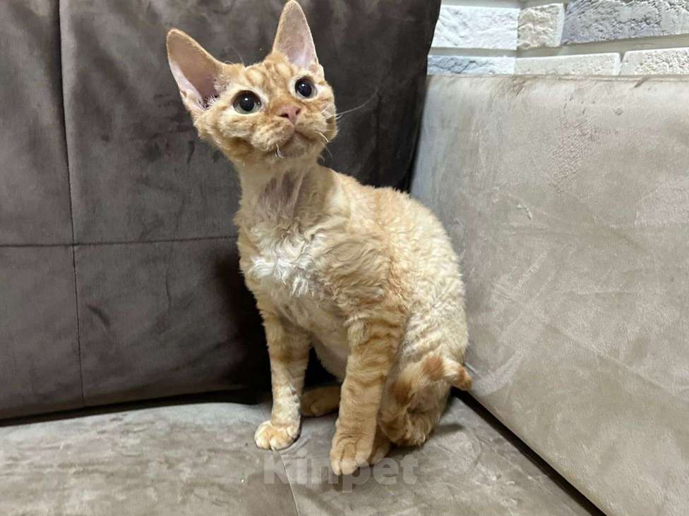 Кошки в Москве: девон рекс котик рыжий Мальчик, 65 000 руб. - фото 3
