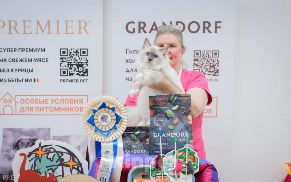 Кошки в Москве: Красотка Искра Девочка, Бесплатно - фото 2