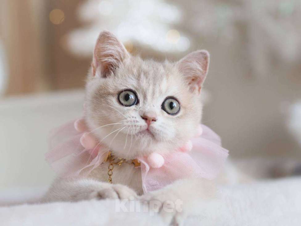 Кошки в Москве: Британская девочка Аура Девочка, 100 000 руб. - фото 1