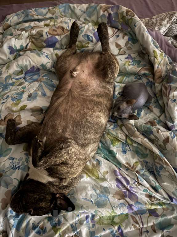 Кошки в Москве: Сфинкс голубой девочка котенок Девочка, 47 000 руб. - фото 6