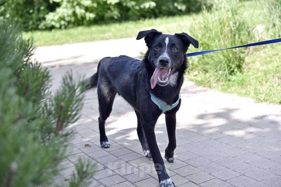 Собаки в Москве: Щенок в добрые руки Мальчик, Бесплатно - фото 2