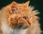 Кошки в Москве: Пушистый красавец котик Персей в добрые руки Мальчик, 1 руб. - фото 6