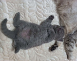 Кошки в Москве: Элитный клубный голубой котенок 14.06.2025 Мальчик, 20 000 руб. - фото 4