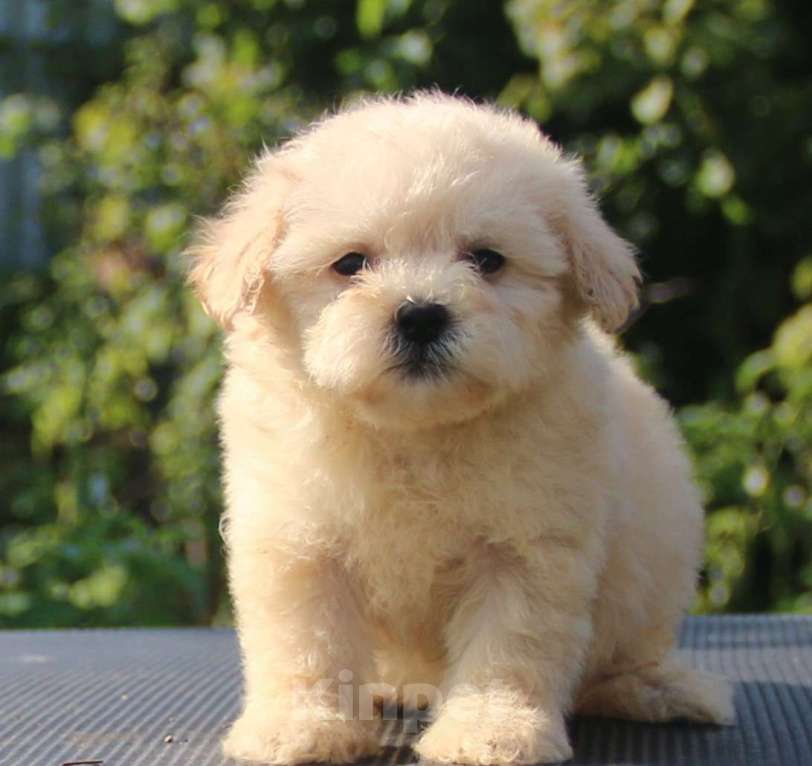 Собаки в Москве: мальтипу Ф1 щенки мини и микро Мальчик, 100 000 руб. - фото 6