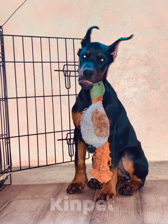 Собаки в Чехове: Великолепная, купированная девочка добермана Девочка, 90 000 руб. - фото 6