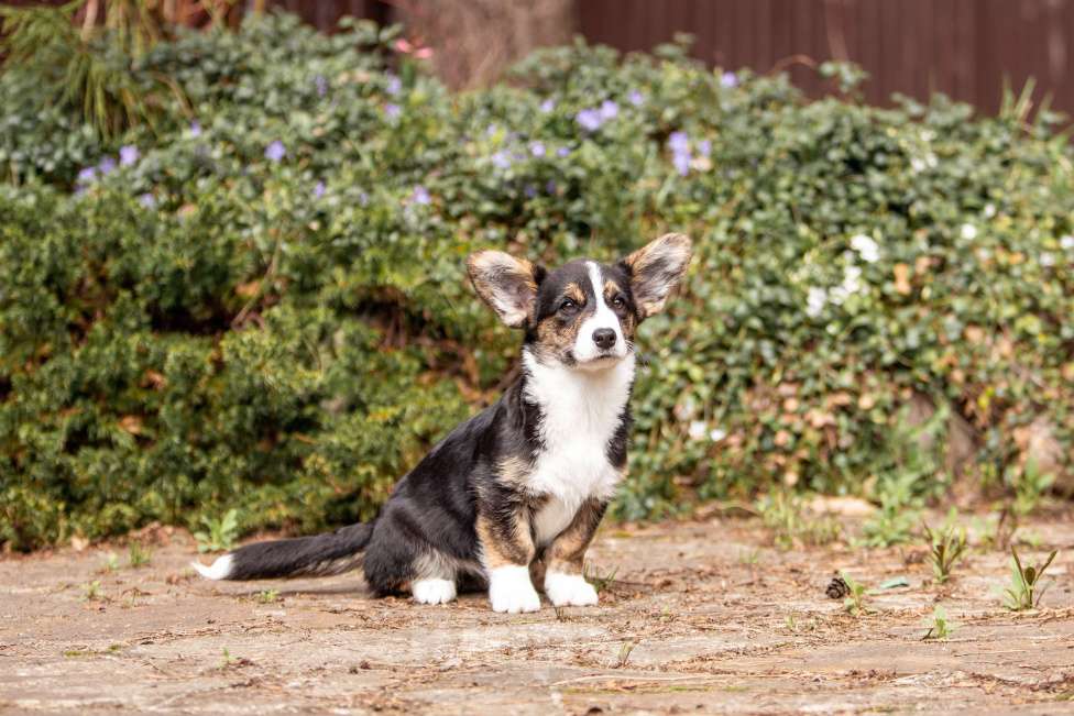 Собаки в Москве: Роскошная девчонка корги Девочка, 60 000 руб. - фото 2