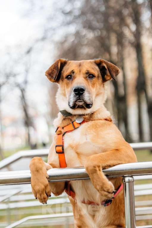 Собаки в Москве: Благородный Джек ищет дом Мальчик, Бесплатно - фото 4