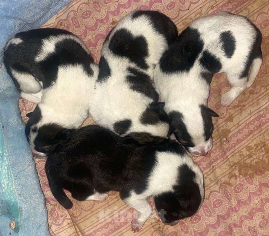 Собаки в Санкт-Петербурге: Щенки в добрые руки Мальчик, Бесплатно - фото 2