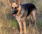 Собаки в Дубне: Потерялся пёс в Креве -Дубна  Мальчик, 1 руб. - фото 1