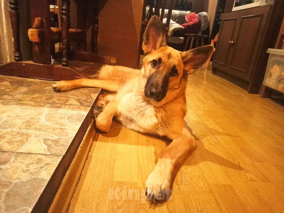 Собаки в Москве: Отдаëм в ДОБРЫЕ РУКИ Девочка, Бесплатно - фото 2