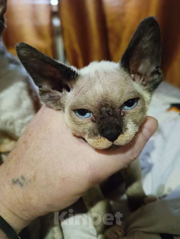 Кошки в Москве: Необычный окрас Мальчик, 23 000 руб. - фото 1