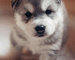 Собаки в других городах Свердловской области: Щенок хаски, мальчик Мальчик, 35 000 руб. - фото 2