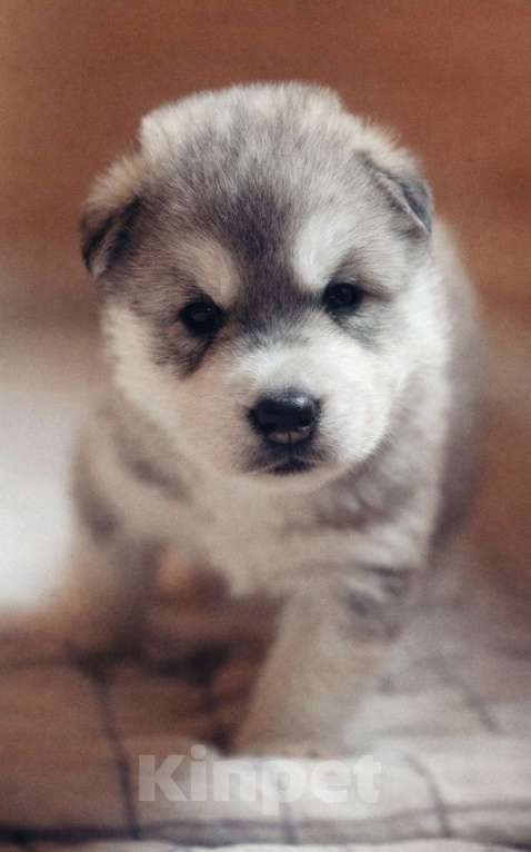 Собаки в других городах Свердловской области: Щенок хаски, мальчик Мальчик, 35 000 руб. - фото 2