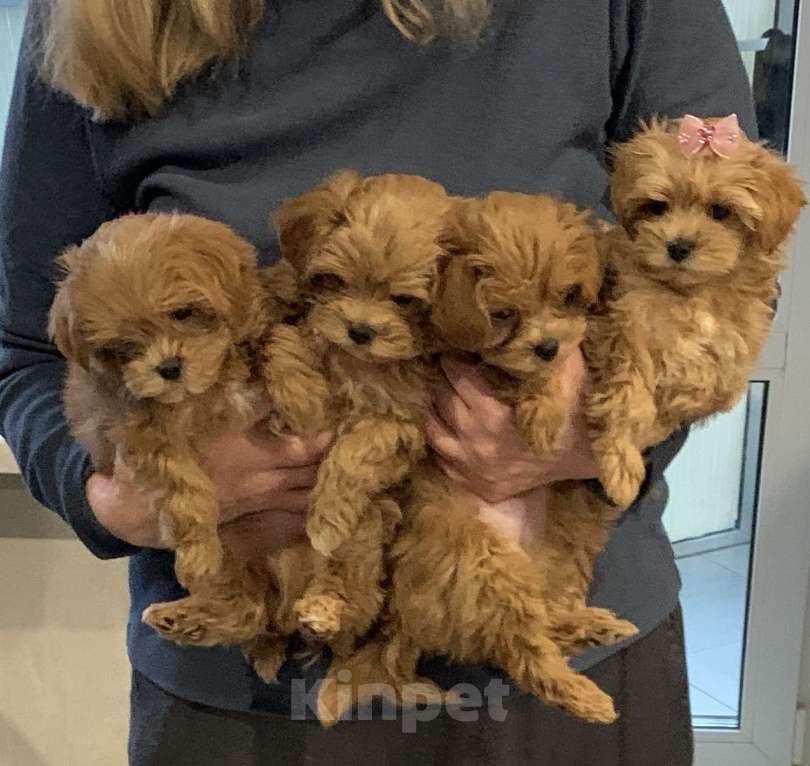 Собаки в Санкт-Петербурге: Мальтипу ф1 мальчик Мальчик, 80 000 руб. - фото 3