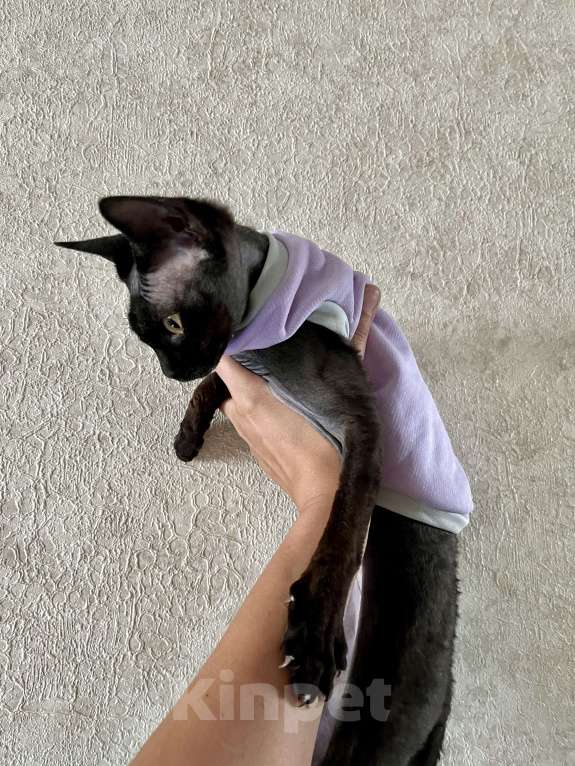 Кошки в Москве: Девон Рекс девочка шикарная  Девочка, 35 000 руб. - фото 3