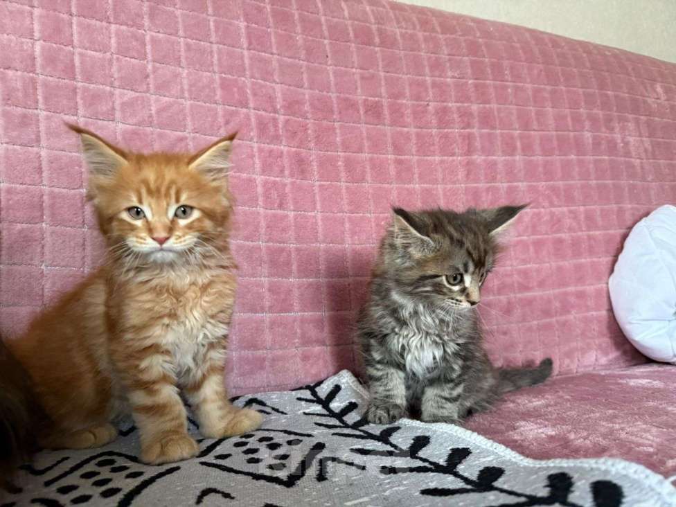 Кошки в Санкт-Петербурге: Котята Мейн-кун Мальчик, 40 000 руб. - фото 7