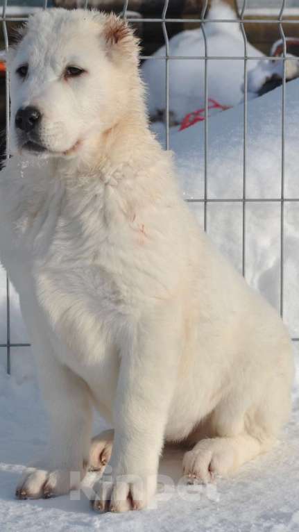 Собаки в Архангельске: Белоснежная принцесса в поисках хозяев Девочка, Бесплатно - фото 3