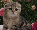 Кошки в Краснодаре: Котята Шотландская золотая шиншилла Девочка, 15 000 руб. - фото 4