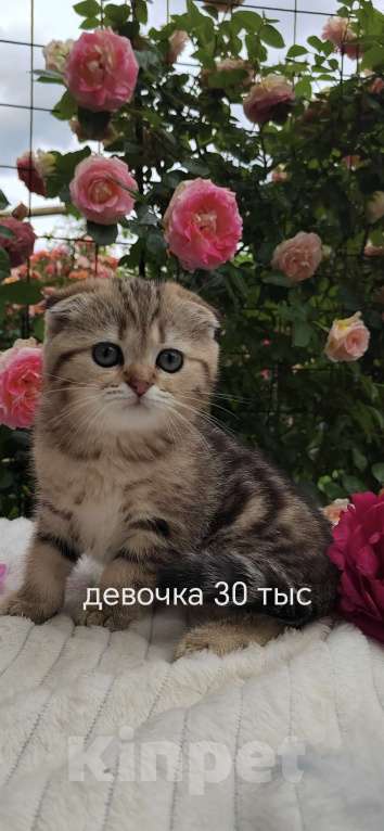 Кошки в Краснодаре: Котята Шотландская золотая шиншилла Девочка, 15 000 руб. - фото 4